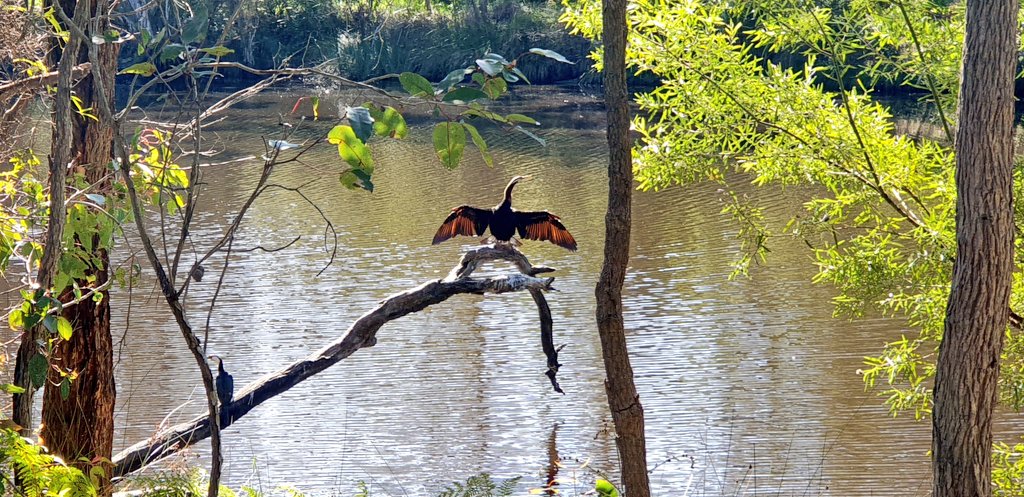 WendyBirdOZ's tweet photo. Even a shag and its friend were soaking in the sunshine along the river. Pretty native Wisteria are in bloom, as well.
#Denmark #WesternAustralia #riverwalk #AustralianNativeFlower https://t.co/iBgasffPvU