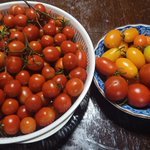 Photo by 菜園巣 - 家庭菜園 (@sciencern)