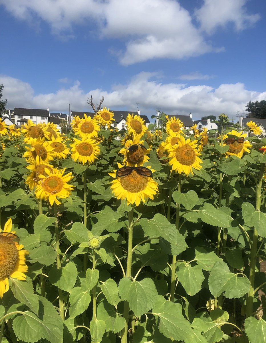 NoeleenMcLaugh2's tweet photo. @DrAmirKhanGP Love sunflowers, I had a beautiful walk through the #fieldofhope at the weekend. The sunflowers were fantastic. https://t.co/dh276vmWD9