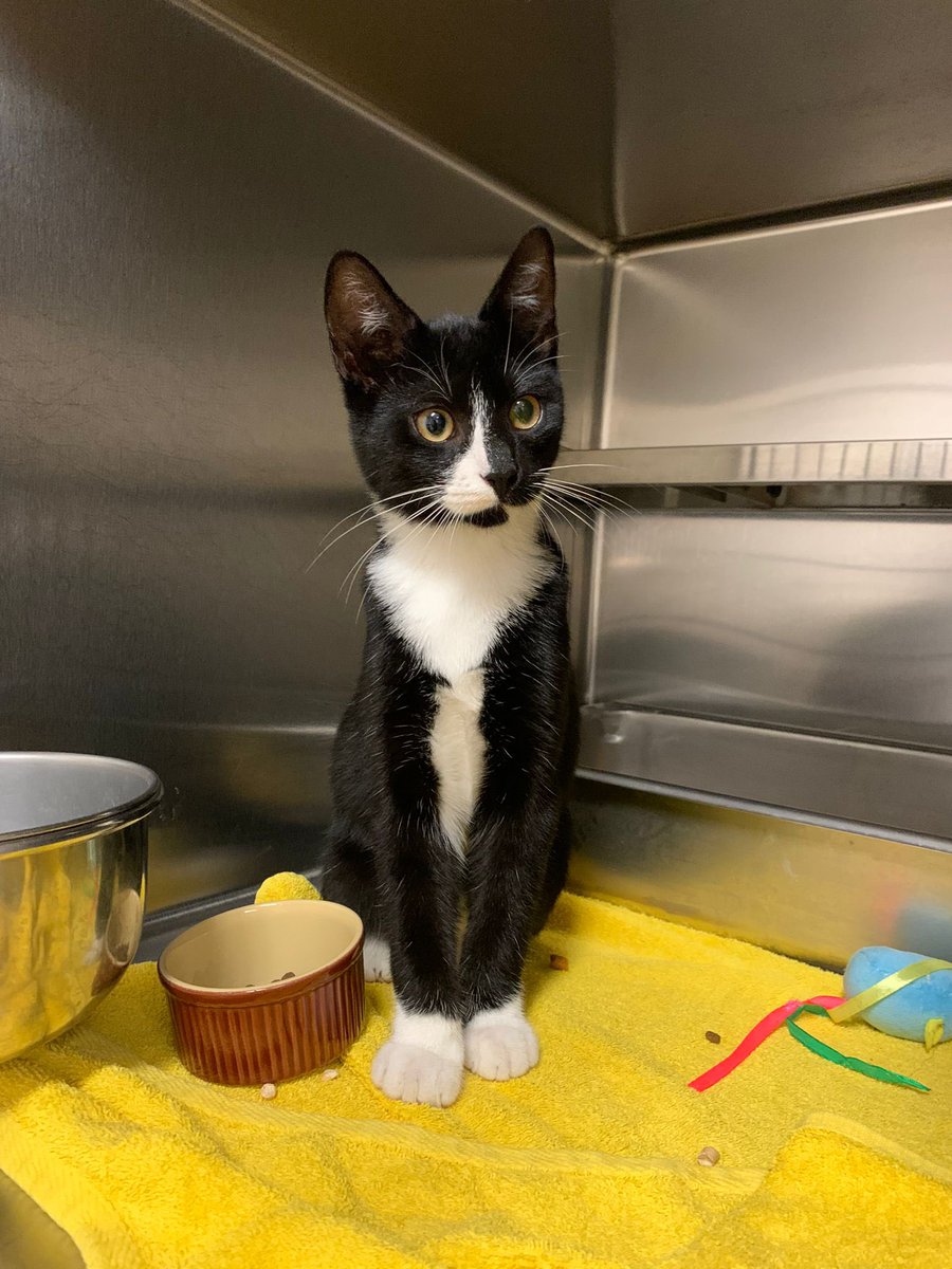DierenAmsterdam's tweet photo. En dan deze ongekende bjoettie, twijfel om hem mee te nemen, maar jong, niet gecastreerd, niet gechipt en hongerig, dus een goed gesprek met het personeel kan geen kwaad #Dapperbuurt #Amsterdam #oost #vermist #gevonden #kat https://t.co/AqmXbFE2zm