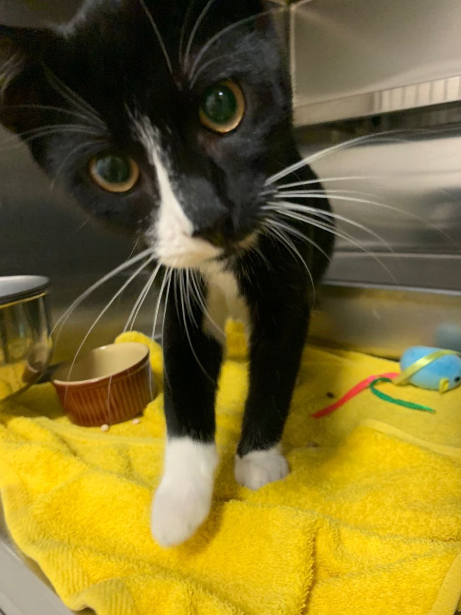 DierenAmsterdam's tweet photo. En dan deze ongekende bjoettie, twijfel om hem mee te nemen, maar jong, niet gecastreerd, niet gechipt en hongerig, dus een goed gesprek met het personeel kan geen kwaad #Dapperbuurt #Amsterdam #oost #vermist #gevonden #kat https://t.co/AqmXbFE2zm