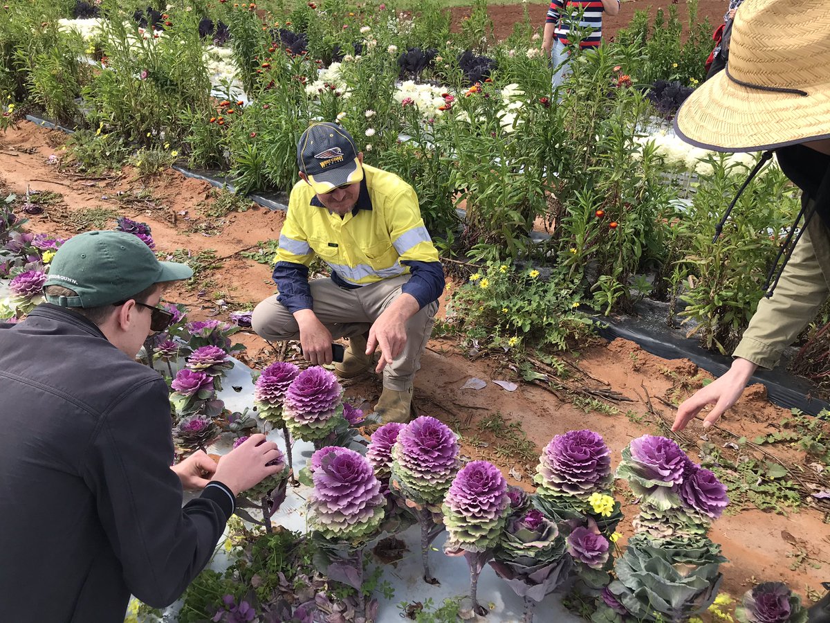 AnnaCornell1997's tweet photo. We were ‘busy bees’ yesterday at our Building a Buzz for Beneficial Bugs Field Walk and Insect ID Workshop. Thank you for everyone who came including Prof Geoff Gurr (@CharlesSturtUni), Entomologists David and Elliot, and our growers Bao and Jack. @StateNRMProgram @NACC_NRM🐝🌸🥒 https://t.co/Oq8nruGxMH