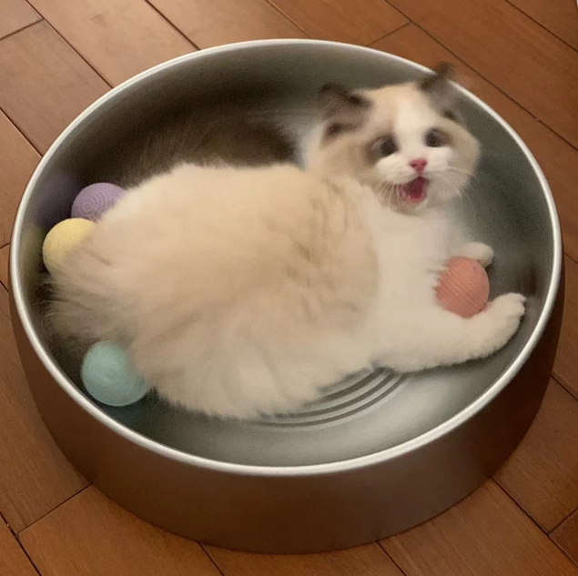 ThreeKitty_Wong's tweet photo. A kitten with 4 balls at the same time, it's almost blurry.
#CatsofTwittter #cats https://t.co/swKVTLgFbP