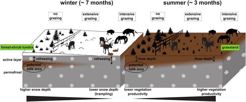 Our first project paper dealing with herbivory effects on permafrost carbon storage in northeastern Siberia has just been published in Frontiers in Environmental Science: frontiersin.org/articles/10.33…