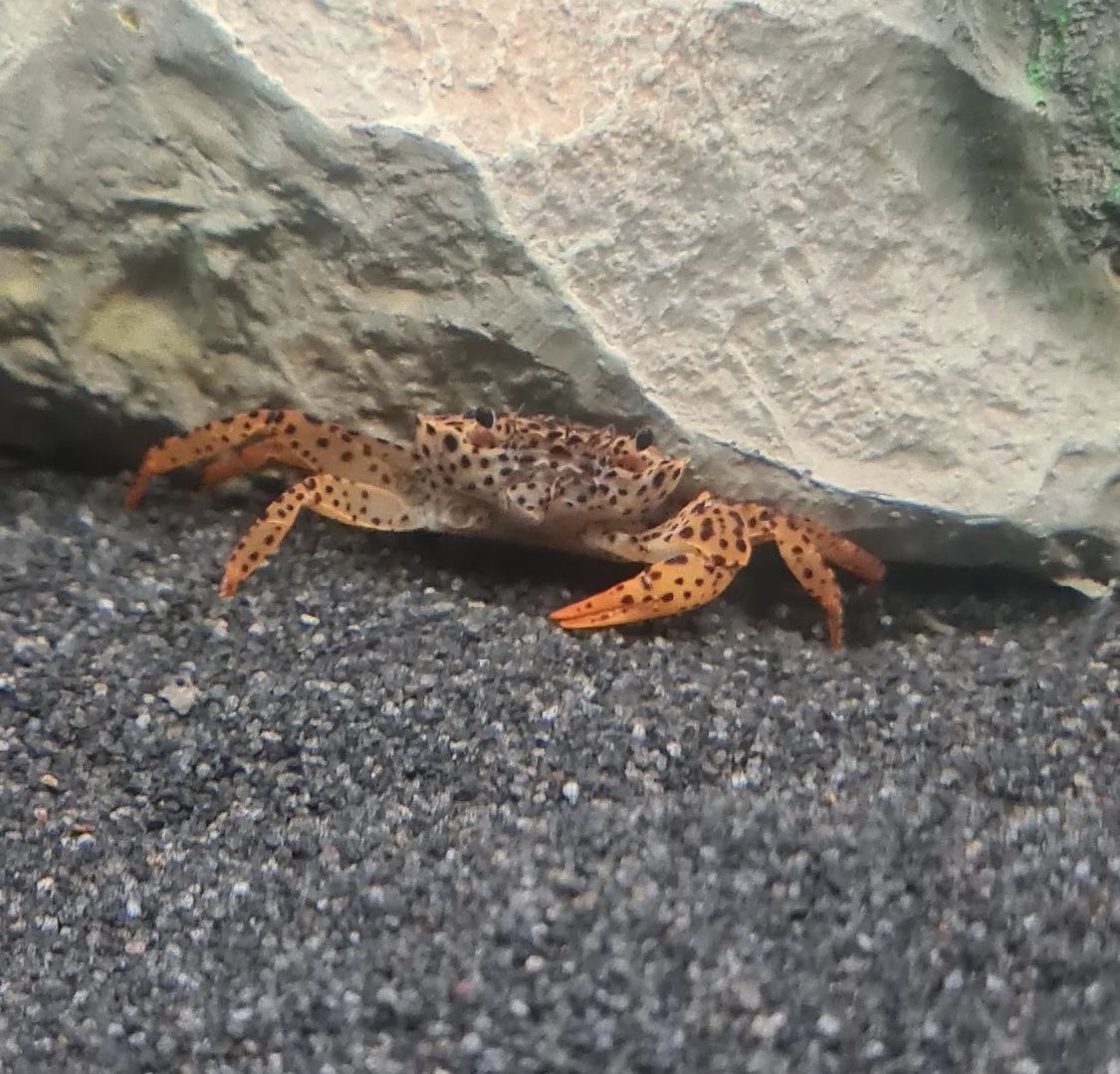 CrabDay's tweet photo. 🦀 Wednesday, August 24th, 2022 🦀

📸: @aquadanuk https://t.co/VKD1MNuAjo