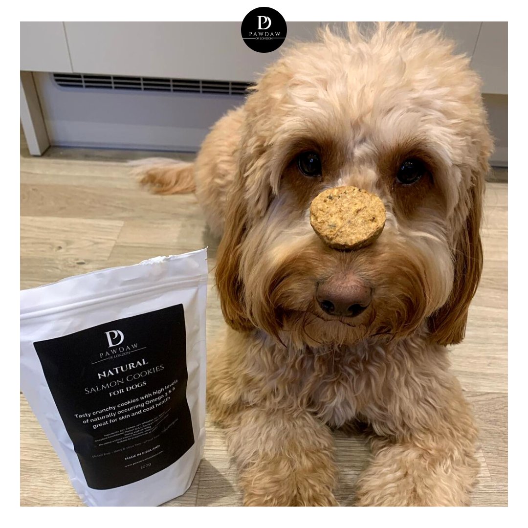 PawdawofLondon's tweet photo. Is there any better way to spend Treato Thursday than munching on Tasty, guilt free, nutritious crunchy cookiesπͺ
@nelly_the_cockapooo
#pawdawoflondon #dogtreats #naturaldogtreats #spoilyourdog #dogtreatsplease #dogtreatsuk #naturalingredients #treatyourself #dogsofuk #cockapoo https://t.co/h0ZZYBu48c
