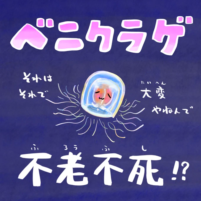 若返りができる究極の生命体、それはクラゲ 