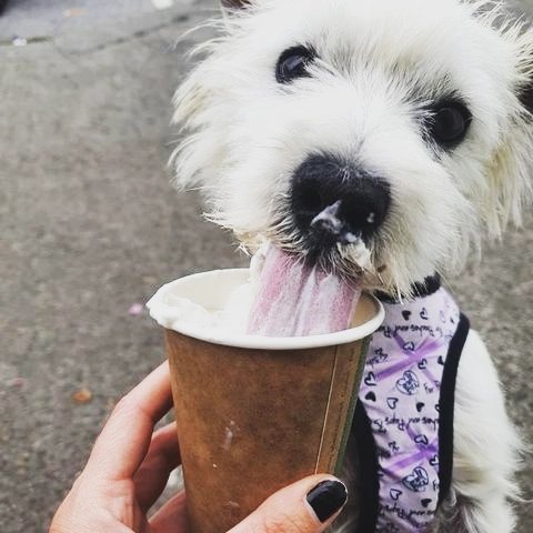 packthepooch's tweet photo. #dogfriendly speciality coffee shop based in Beaumont, Dublin 9. Open every day until 5pm. Free puppucino and treat with your coffee order 🐾🐶
✨️ Link in bio ✨️
.
#dogfriendlycoffeeshop #dogfriendlycafe #specialitycoffee #coffee #dogfriendlyireland #packthepooch https://t.co/IFAzm7HzyJ