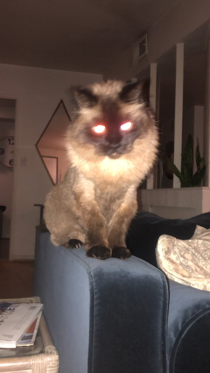 Fuckin demon cat fa sho