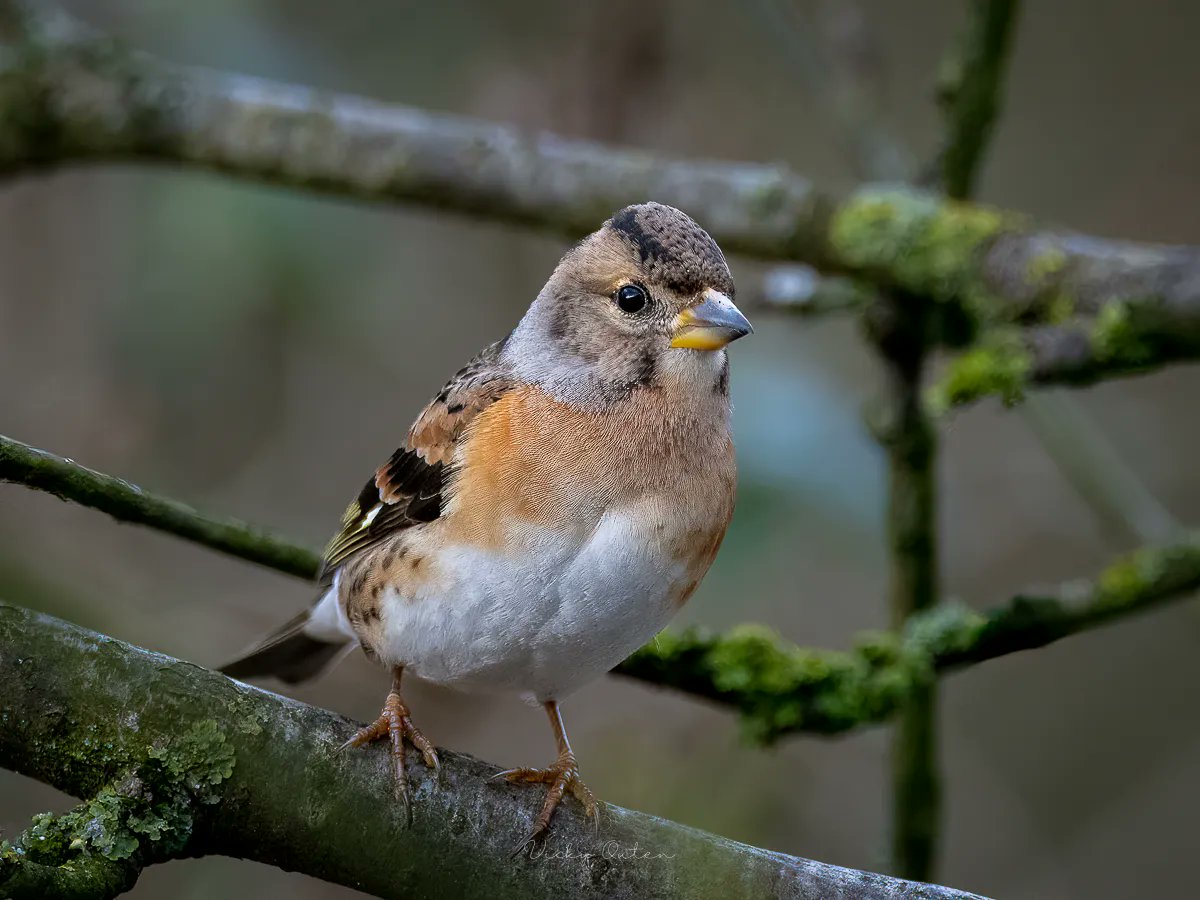 vickyoutenphoto's tweet photo. Female brambling

#wildlife #nature #TwitterNatureCommunity #birds #NotAlone #BBCWildlifePOTD @BBCSpringwatch @ThePhotoHour @wildlifemag @wildlifeofday @Natures_Voice @Britnatureguide @Team4Nature @NatureUK

https://t.co/sYNX75orqK https://t.co/J71uiICWRx