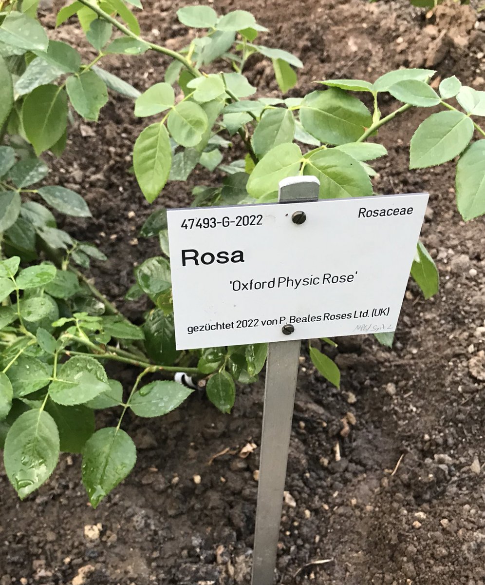 Rafe Philip Courage (@rafecouragefcdo) on Twitter photo Im wunderschönen Botanischen Garten der Universität Bonn feierten wir 75 Jahre #Freundship zwischen <a href="/BundesstadtBonn/">Bundesstadt Bonn</a> und <a href="/OxfordCity/">Oxford City Council</a> u.a. durch die Pflanzung einer Oxford Physic Rose und mit einer Gartenführung durch die historische Anlage. Im wunderschönen Botanischen Garten der Universität Bonn feierten wir 75 Jahre #Freundship zwischen <a href="/BundesstadtBonn/">Bundesstadt Bonn</a> und <a href="/OxfordCity/">Oxford City Council</a> u.a. durch die Pflanzung einer Oxford Physic Rose und mit einer Gartenführung durch die historische Anlage.