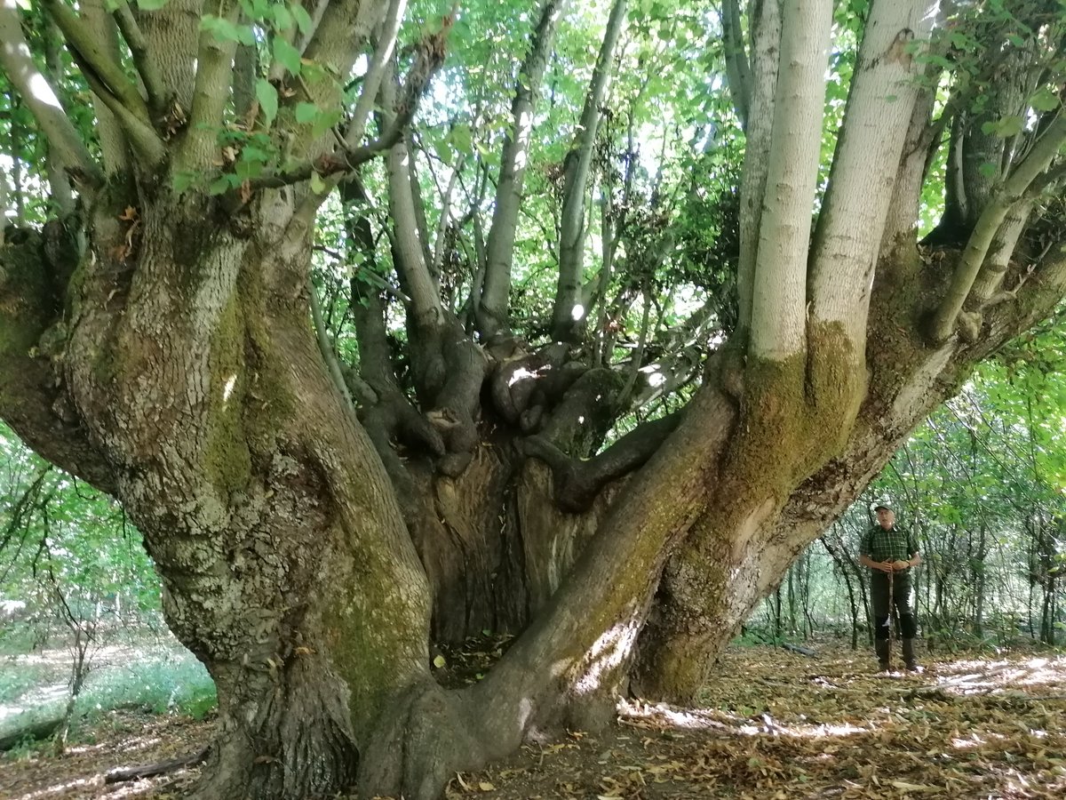 MiguelDMahecha's tweet image. Indeed! I also enjoyed a lot! Thank you Manfred Grossmann from nationalpark-hainich.de/de/service/ans… and Franziska Koebsch @BioclimGoe for this amazing day! We learned a lot! Indispensable information for our #DigitalForest project funded by @VolkswagenSt and @DeepExtremes project.