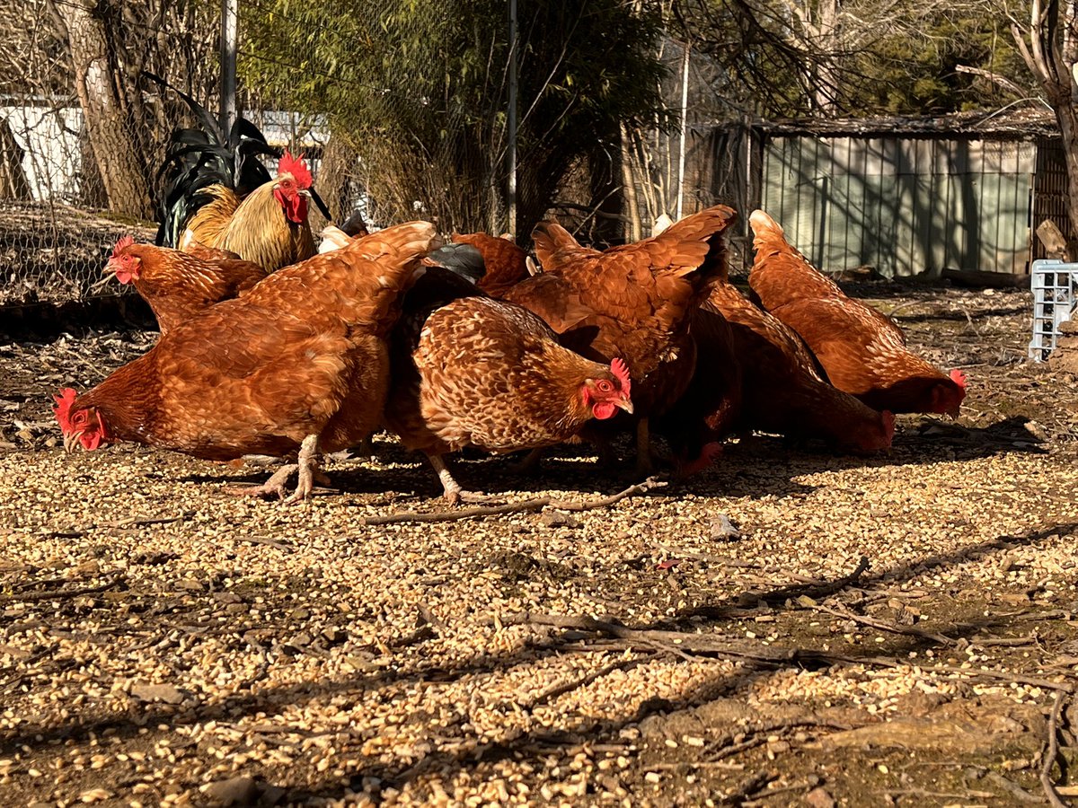 AustralESports's tweet photo. 🥚Daily #Chicken egg collection🐣

Did you know?
• Hens teach sounds to their chicks while they are still in the egg!

15 eggs today! We love our hens here at #AESGHQ🤍

#workingfromhomelife #BehindTheScenesAtAESG #farmlife ￼ https://t.co/GCSUe9fJju