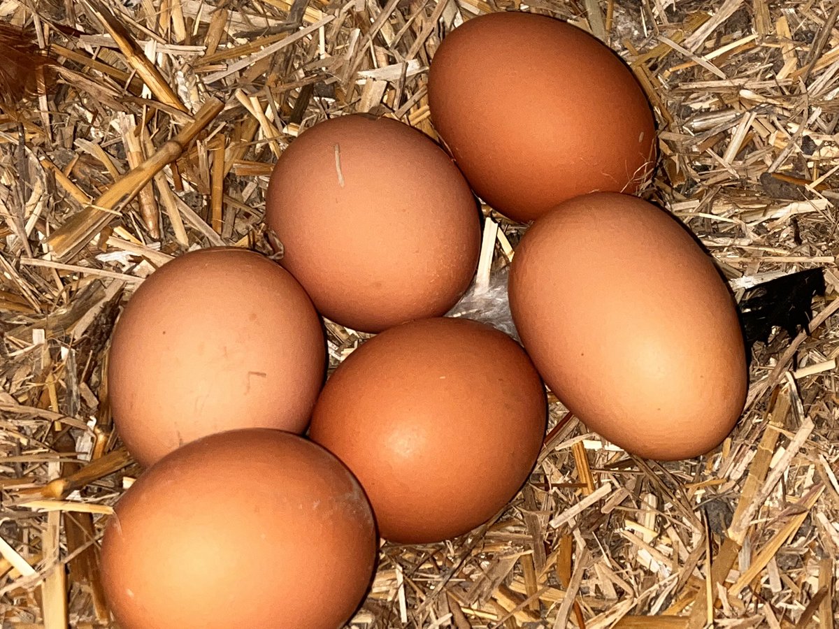 AustralESports's tweet photo. 🥚Daily #Chicken egg collection🐣

Did you know?
• Hens teach sounds to their chicks while they are still in the egg!

15 eggs today! We love our hens here at #AESGHQ🤍

#workingfromhomelife #BehindTheScenesAtAESG #farmlife ￼ https://t.co/GCSUe9fJju