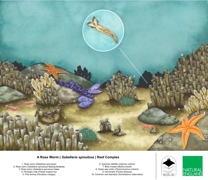 Did you know that we have amazing #reef made by worms off our #Norfolk and #Lincolnshire coasts? 

This incredible illustration was created by <a href="/janavi_kramer/">Below and Beyond Art</a> in partnership with our Southern North Seas Team &amp; shows the beauty of our Ross worm reefs! 🤩