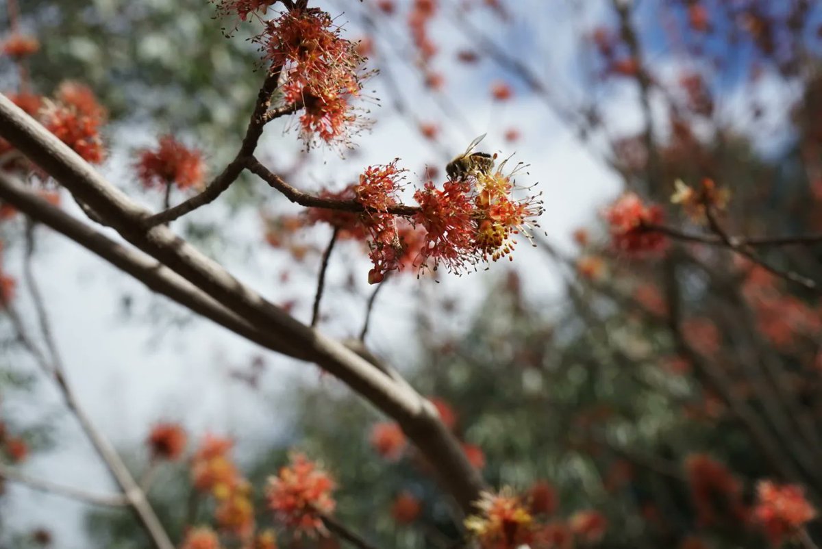 pripykat's tweet photo. 🐝🍂 #SonyAlpha https://t.co/Pq775GI0pX