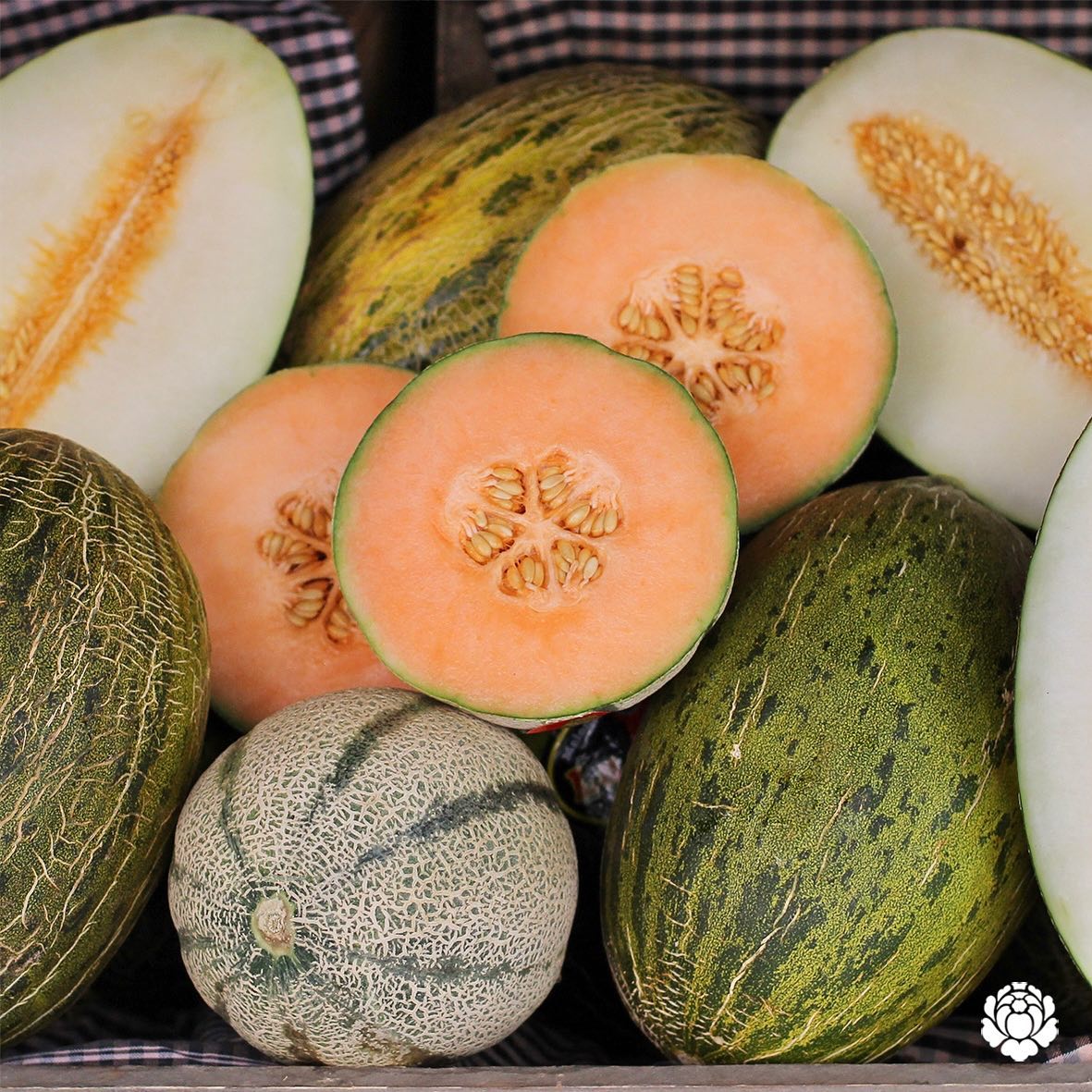 superverd_cat's tweet photo. 🌞🍈 El meló és, sense dubte, un dels productes estrella d’aquests mesos! Refrescant, deliciós i ple de beneficis, és un indispensable per a combatre les altes temperatures🌡. Quin meló prefereixes? #superverd #melo #cantalup #galia #pelldegripau #lajoya #melolajoya https://t.co/4Puuo6kP0B