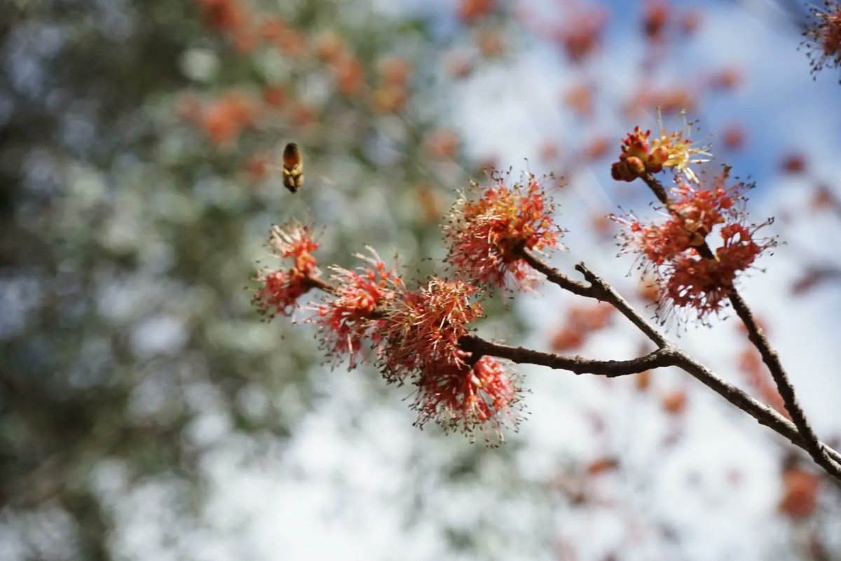 pripykat's tweet photo. 🐝🍂 #SonyAlpha https://t.co/Pq775GI0pX