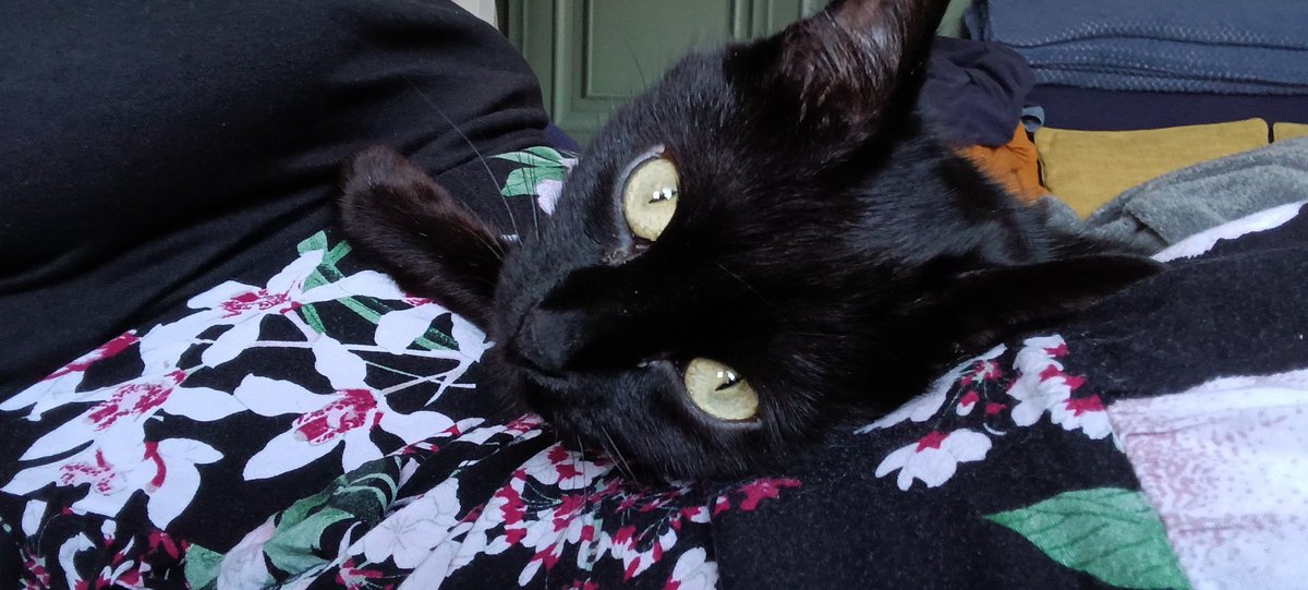 Razzicle's tweet photo. @MollyBOfficial Just adopted this black kitty called Boo! I wonder if her birthday is around Halloween 😄 https://t.co/cyekubBBf1