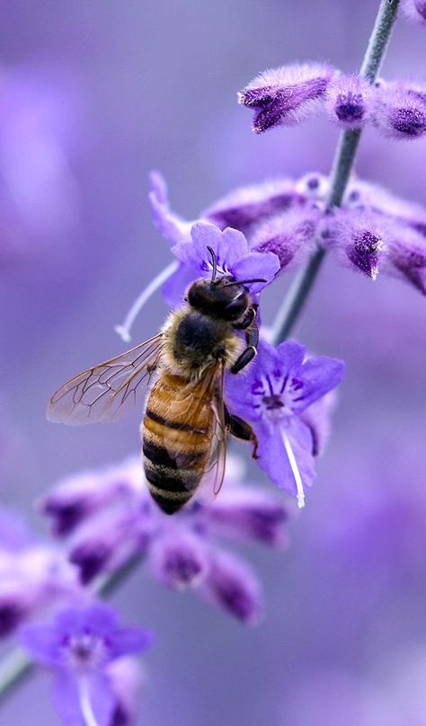 JulieParker144's tweet photo. @Elena192827 Good Morning Elena. Have a lovely day.
#SaveTheBeesPlease 
More:  https://t.co/OutZUMCOMi https://t.co/CLhUXUQFBZ