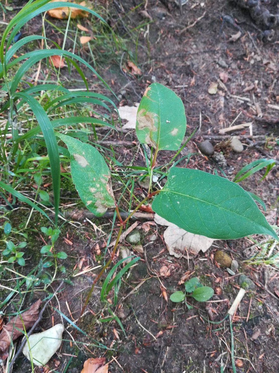 Esk & Tay SISI tweet media