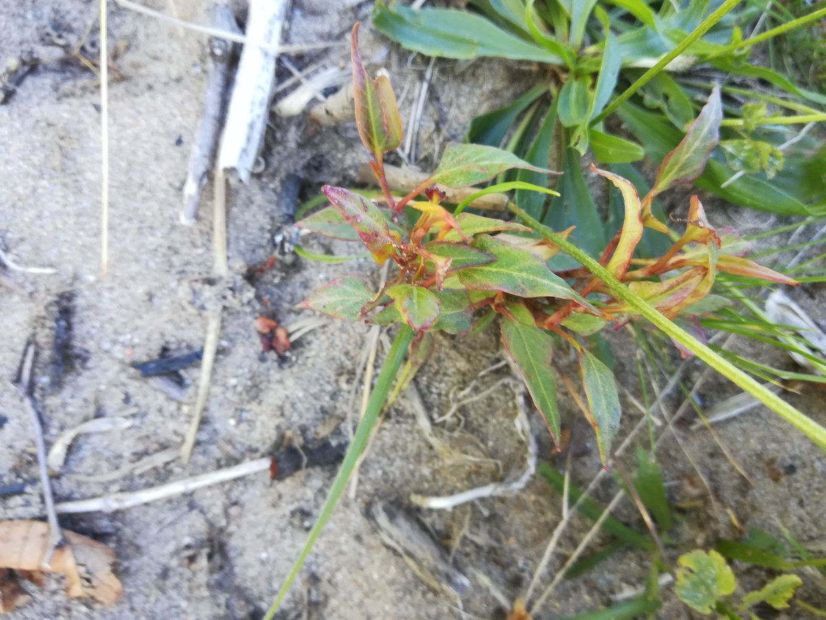 Esk & Tay SISI tweet media