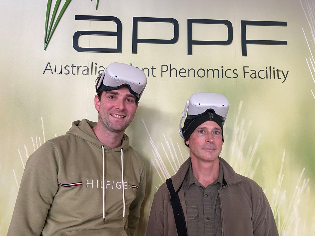 AustPlantPhenom's tweet photo. A great afternoon in the office using virtual reality to view segmenting roots from soil and spikes from tubes. These images were collected by our X-ray CT scanner. Just another day making plant data awesome! @gsainsbury86 @ecovr3d @theGRDC https://t.co/bWYe0e3HBO