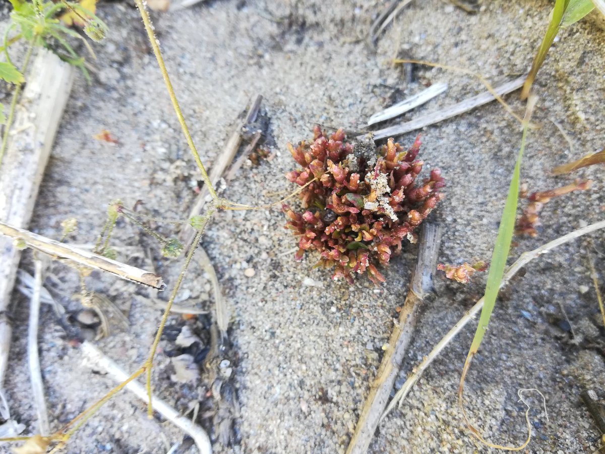 Esk & Tay SISI tweet media