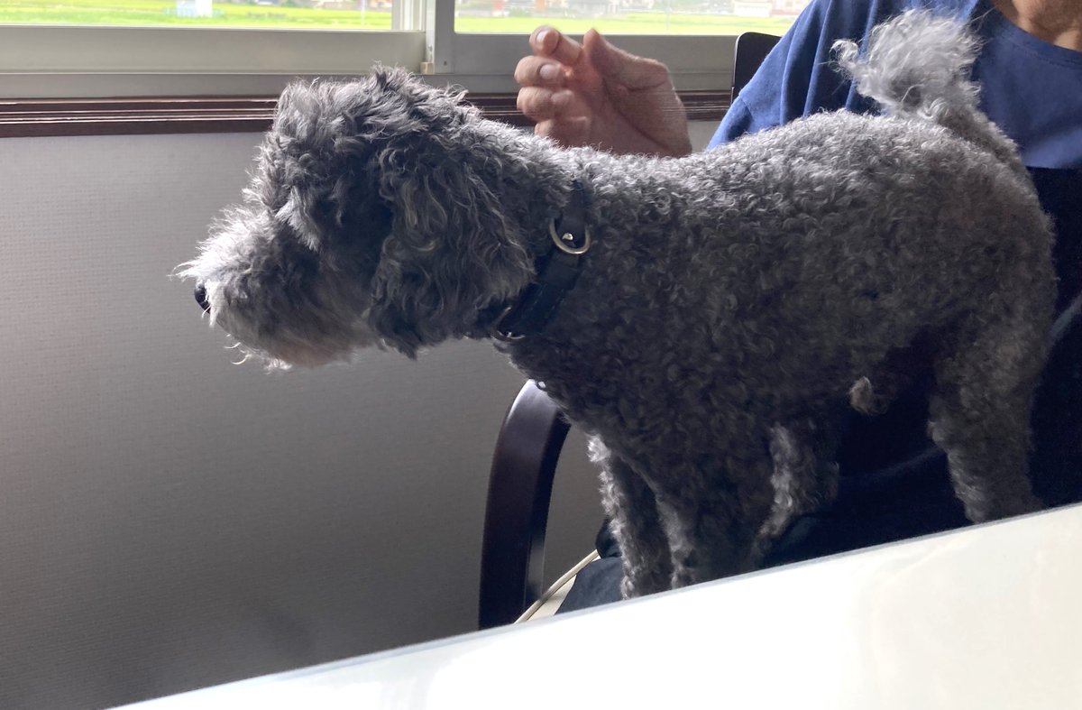 NiikeiNews's tweet photo. 東区にある株式会社オックスさんに取材に行ってきました。

工場長のリュウくんがしっかり作業場を見張っておりました！

オックスさんは５月に自社ブランドを立ち上げたそうです。

代表の服に対する思い入れは素晴らしいと感じました。
（編集部・Ｋ）

#新潟　
＃にいがた経済新聞
＃東区
＃縫製 https://t.co/ZaFDYgTz7k