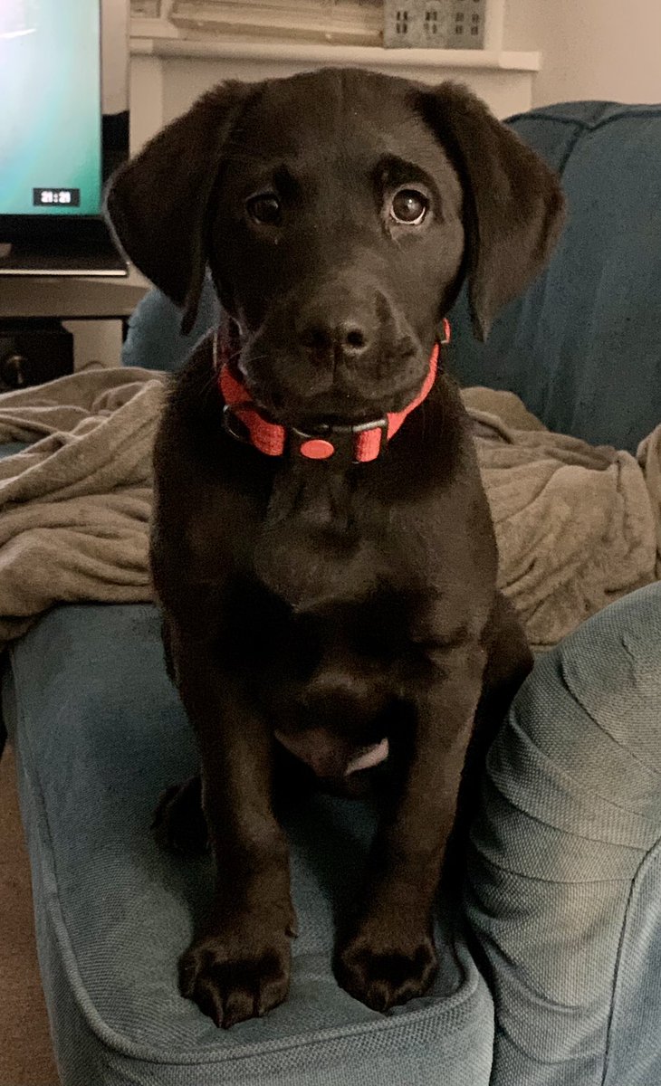 ToraTheExplore1's tweet photo. #ThrowbackThursdays when I waz ickle pup- dat @Obi_Obs do say #getsometimein #rood #DogsOnTwitter ππ https://t.co/fjozgT8Z8M