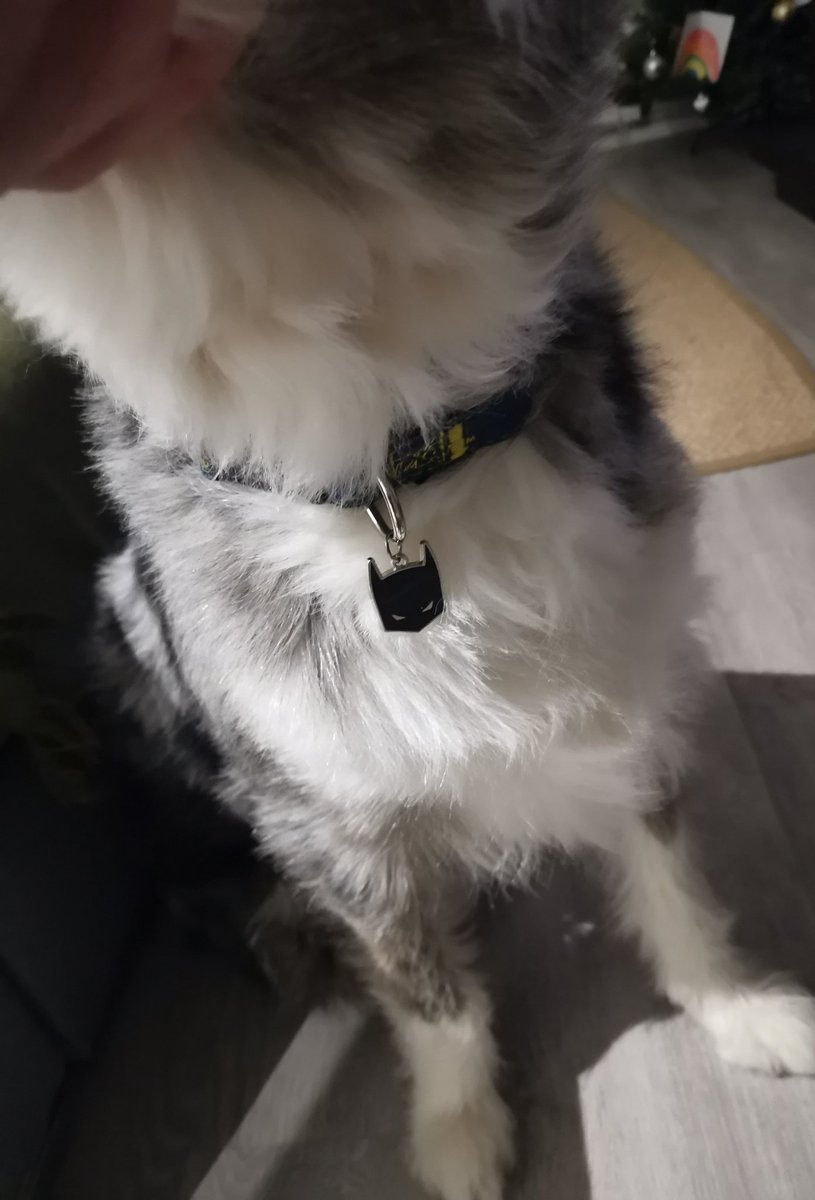 DiegoTodd93's tweet photo. No es Ace, pero para mi es mucho mejor.  #Batperro #Supermascotas #Blue🐺 https://t.co/VUoXh9y8Gr