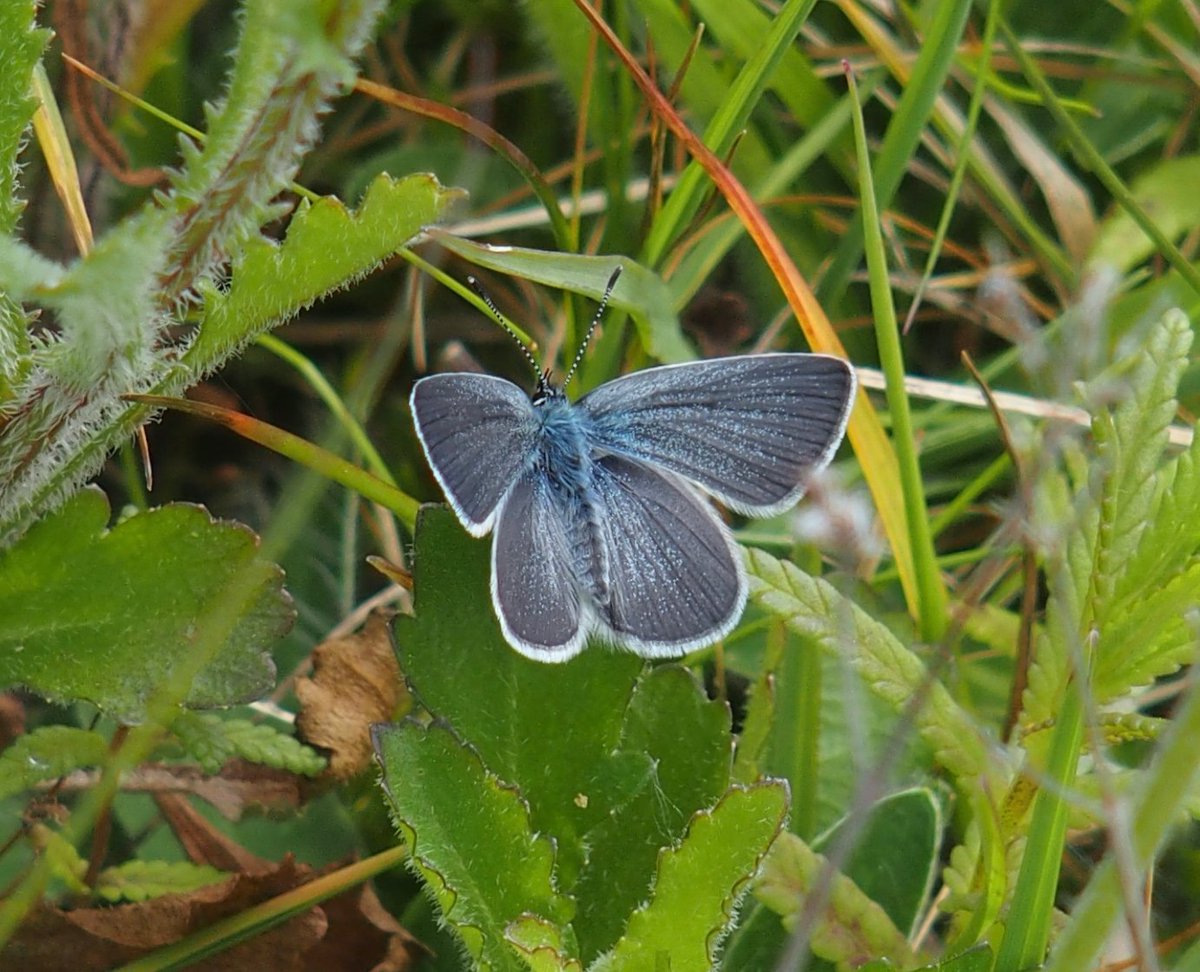 mikeplayschess's tweet photo. @s4r4h_l @ray_rambling @savebutterflies @ukbutterflies @WildlifeTrusts This one also in my front garden this year was pretty special! #SmallBlue https://t.co/HXkmMsXG2F
