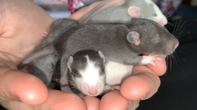 Rats tweet media