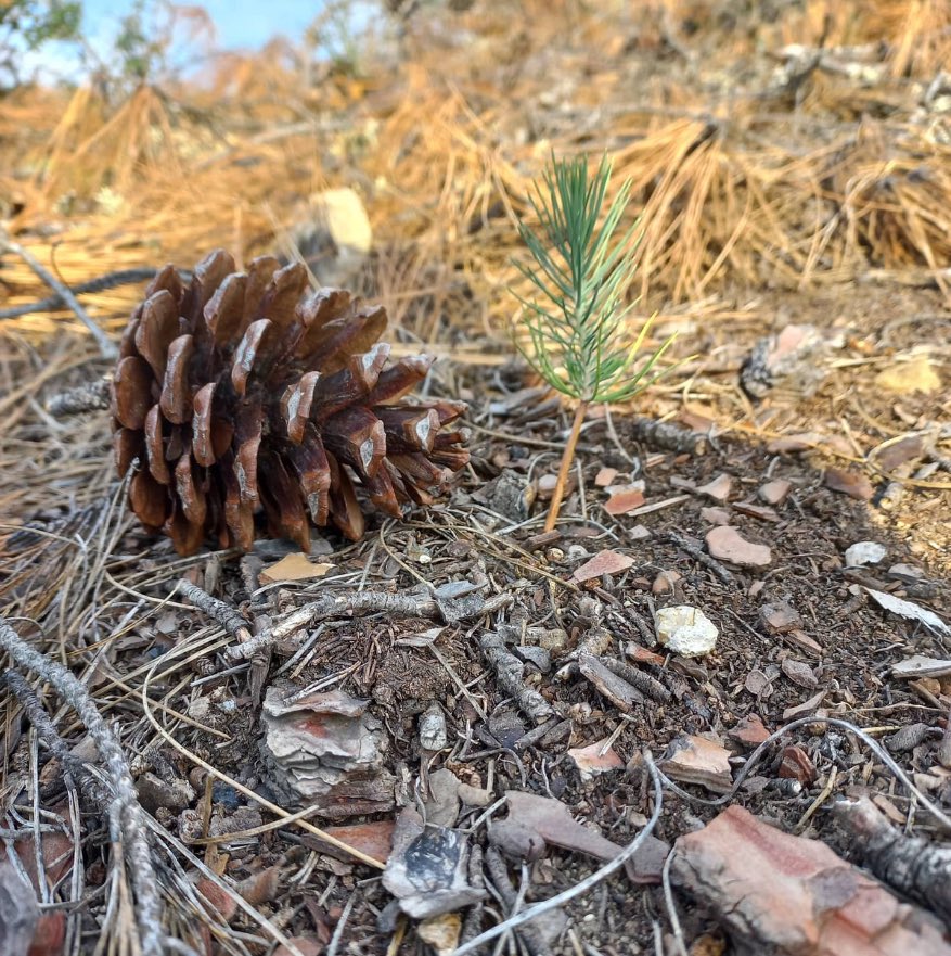 Daha demin kozalaktı. 🤗

#YeşilVatan’da tohumlar çimleniyor, umutlar yeşeriyor. 💚🌱🌲

📷Mehmet Uylu