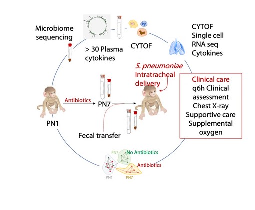 When new-born babies are given strong #antibiotics to treat #GroupBStrep, it can sometime disrupt the development of their #ImmuneSystems.

But researchers at <a href="/CincyChildrens/">Cincinnati Children's</a> have discovered a promising form of protection: bit.ly/3OQB9v9