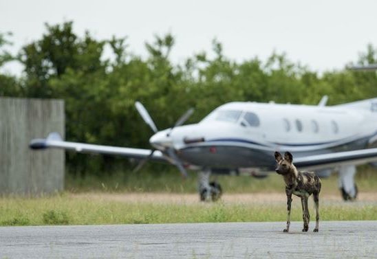 PilatusCentreSA's tweet photo. Leading the pack in turboprop product support for another year! 🛠🔩⚙️💻 

Read the Full Report:
https://t.co/LyXdYgqtnM

#Pilatus #PCSA #PilatusAircraft #FlyPilatus #PC24 #PilatusPC24 #PC12 #PilatusPC12 #CrystalClass #Aviation #Aircraft #ProductSupport https://t.co/ptnqfZJ6xE