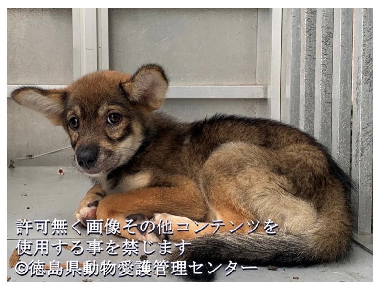 徳島動物愛護管理センター Twitter Search Twitter