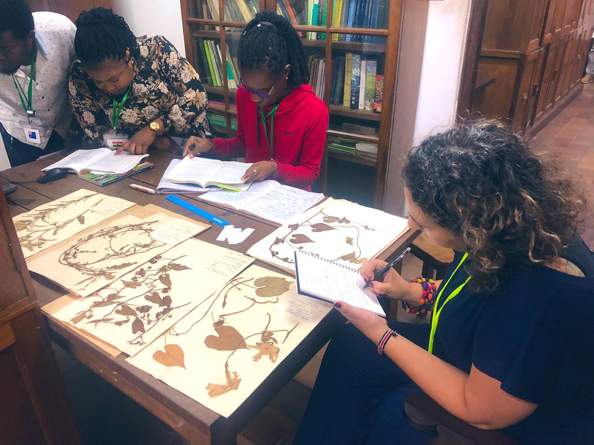 GC_herbarium's tweet photo. Building #identificationkey to #Ipomoea species @GC_herbarium 
Plant Taxonomy Skills Course and @KewAfrica @anaritagsimoes @RenataBorosova @cheungtang2 @KewScience 
#acceleratedtaxonomy
#capacitybuilding https://t.co/AQodDkkGJZ