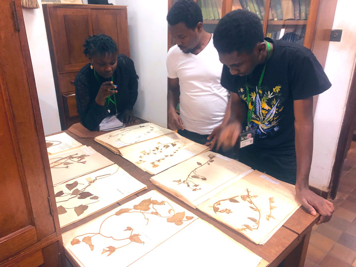 GC_herbarium's tweet photo. Building #identificationkey to #Ipomoea species @GC_herbarium 
Plant Taxonomy Skills Course and @KewAfrica @anaritagsimoes @RenataBorosova @cheungtang2 @KewScience 
#acceleratedtaxonomy
#capacitybuilding https://t.co/AQodDkkGJZ