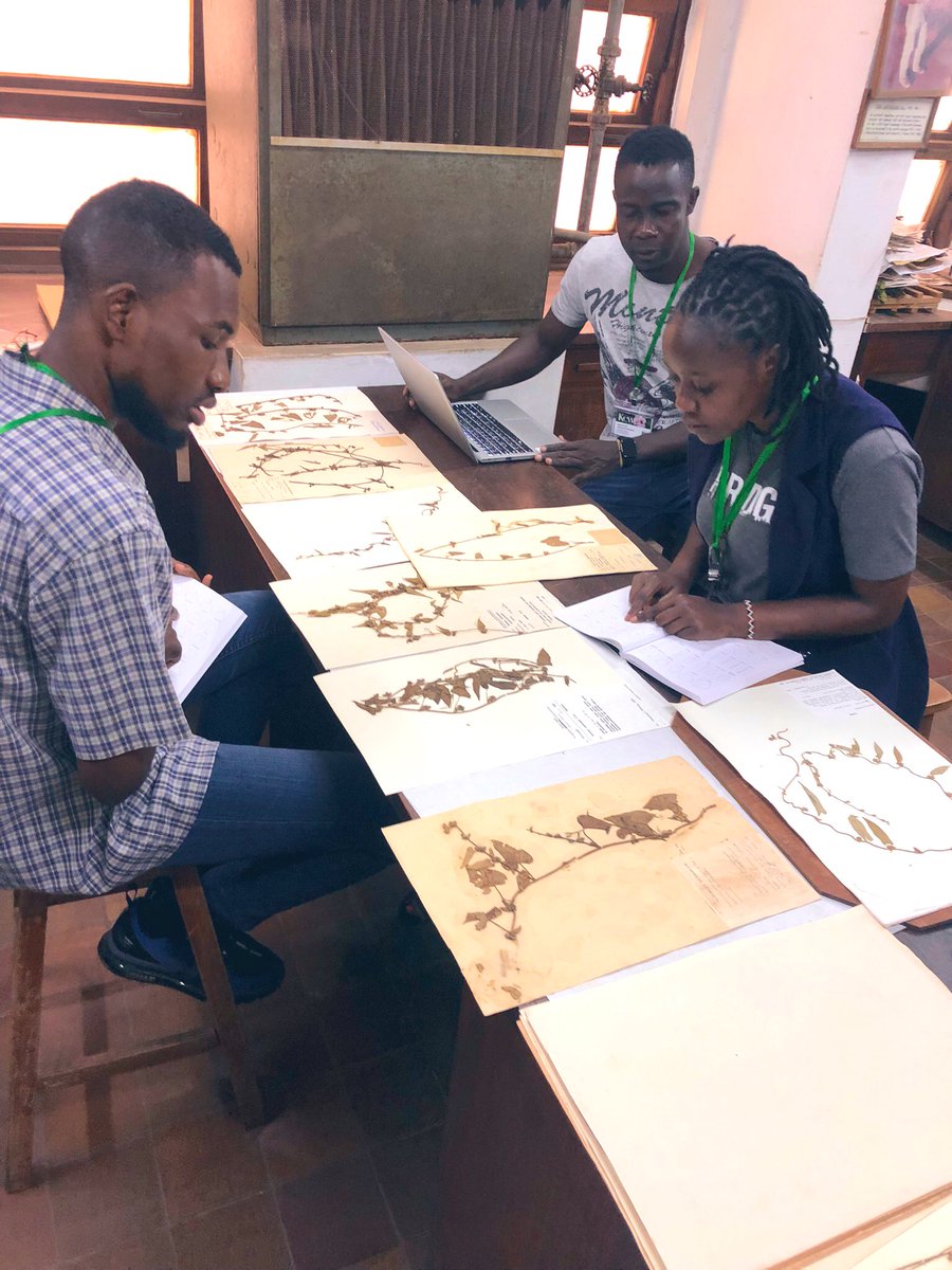 GC_herbarium's tweet photo. Building #identificationkey to #Ipomoea species @GC_herbarium 
Plant Taxonomy Skills Course and @KewAfrica @anaritagsimoes @RenataBorosova @cheungtang2 @KewScience 
#acceleratedtaxonomy
#capacitybuilding https://t.co/AQodDkkGJZ