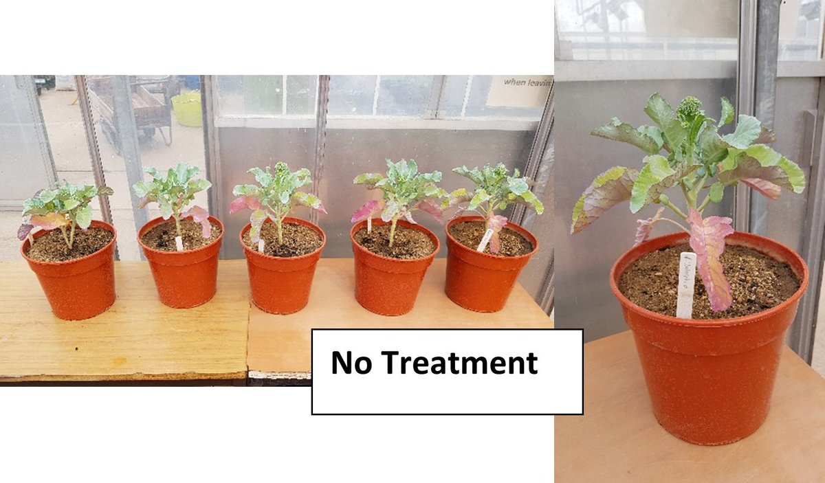 LOHASRecycling's tweet photo. 1/5.  Lohas recycling have been working closely with Harper Adams University to conduct trails using our fermented chicken manure pellets on Broccoli 😀🌳
This is the first post out of five showing the Broccoli grown with no treatment 👀 https://t.co/fGBDwr9q7A