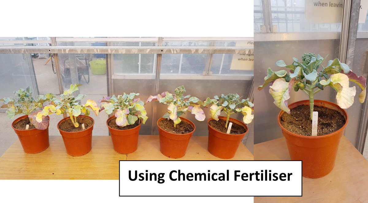 LOHASRecycling's tweet photo. 2/5.  Lohas recycling have been working closely with Harper Adams University to conduct trails using our fermented chicken manure pellets on Broccoli 😀🌳
This is the second post out of five showing the Broccoli grown using only Chemical fertiliser 👀 #chickenmanure #harperadams https://t.co/kGzU9DVGEm