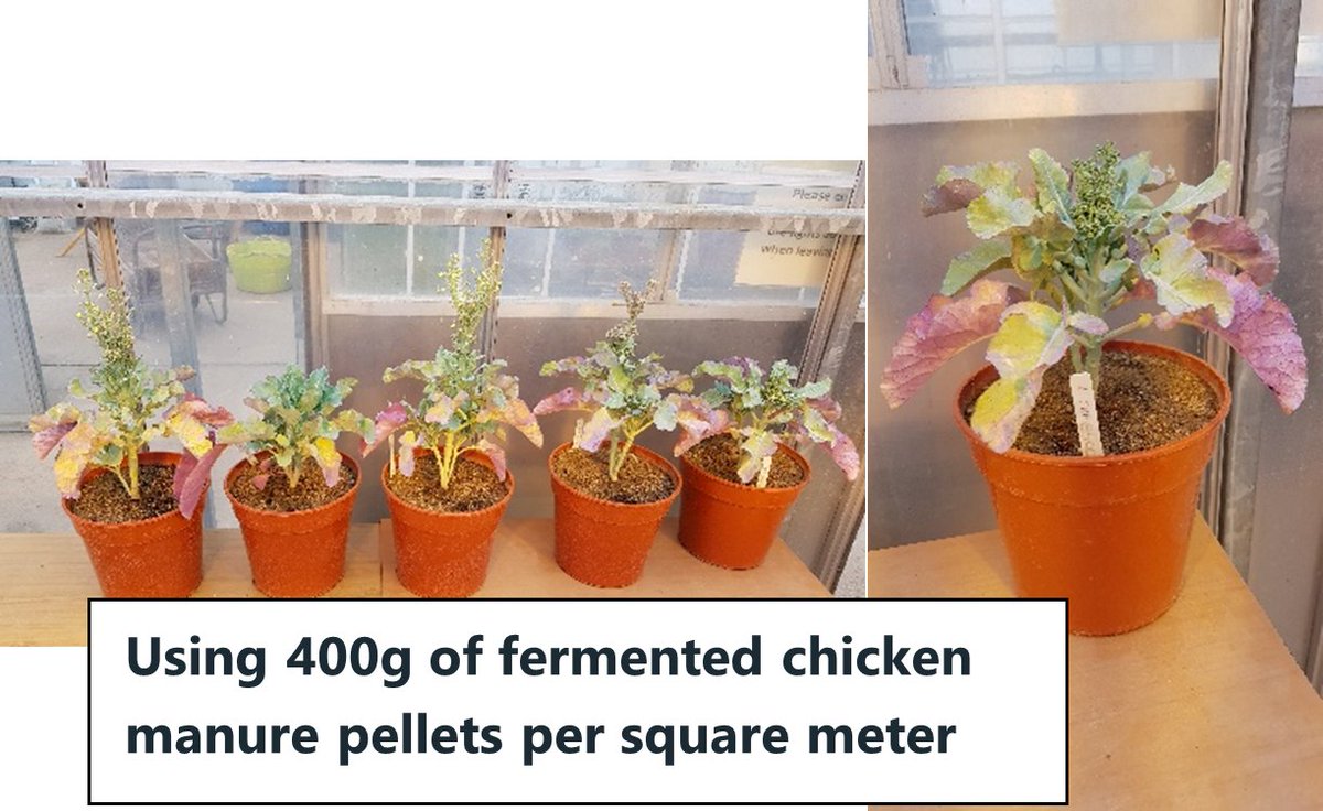 LOHASRecycling's tweet photo. 4/5.  Lohas recycling have been working closely with Harper Adams University to conduct trails using our fermented chicken manure pellets on Broccoli 😀🌳
This is the forth post out of five showing the Broccoli grown using 400g of fermented chicken manure pellets per square meter https://t.co/IeYpHdBuAM