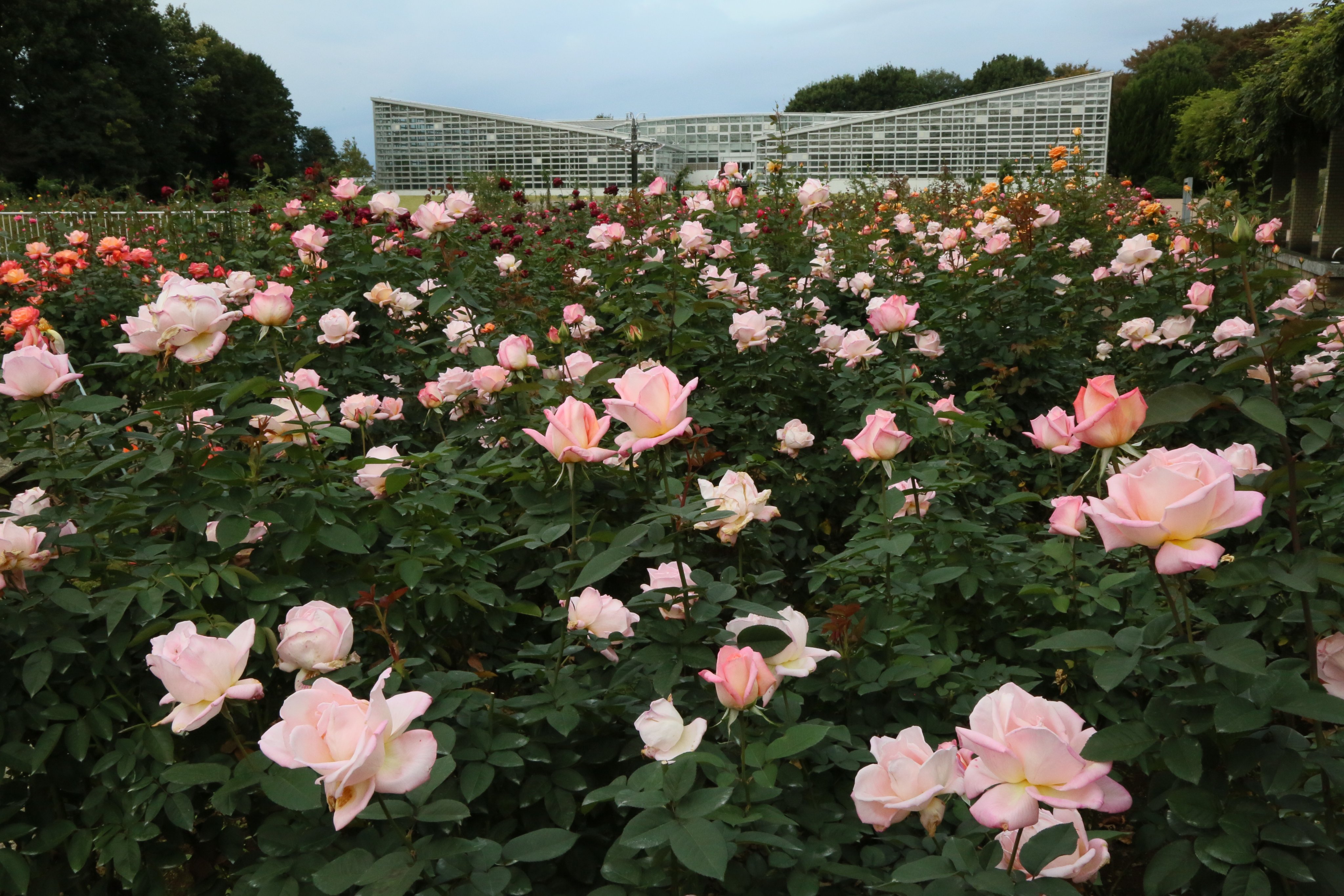 神代植物公園 ニュース Parksjindai Twitter
