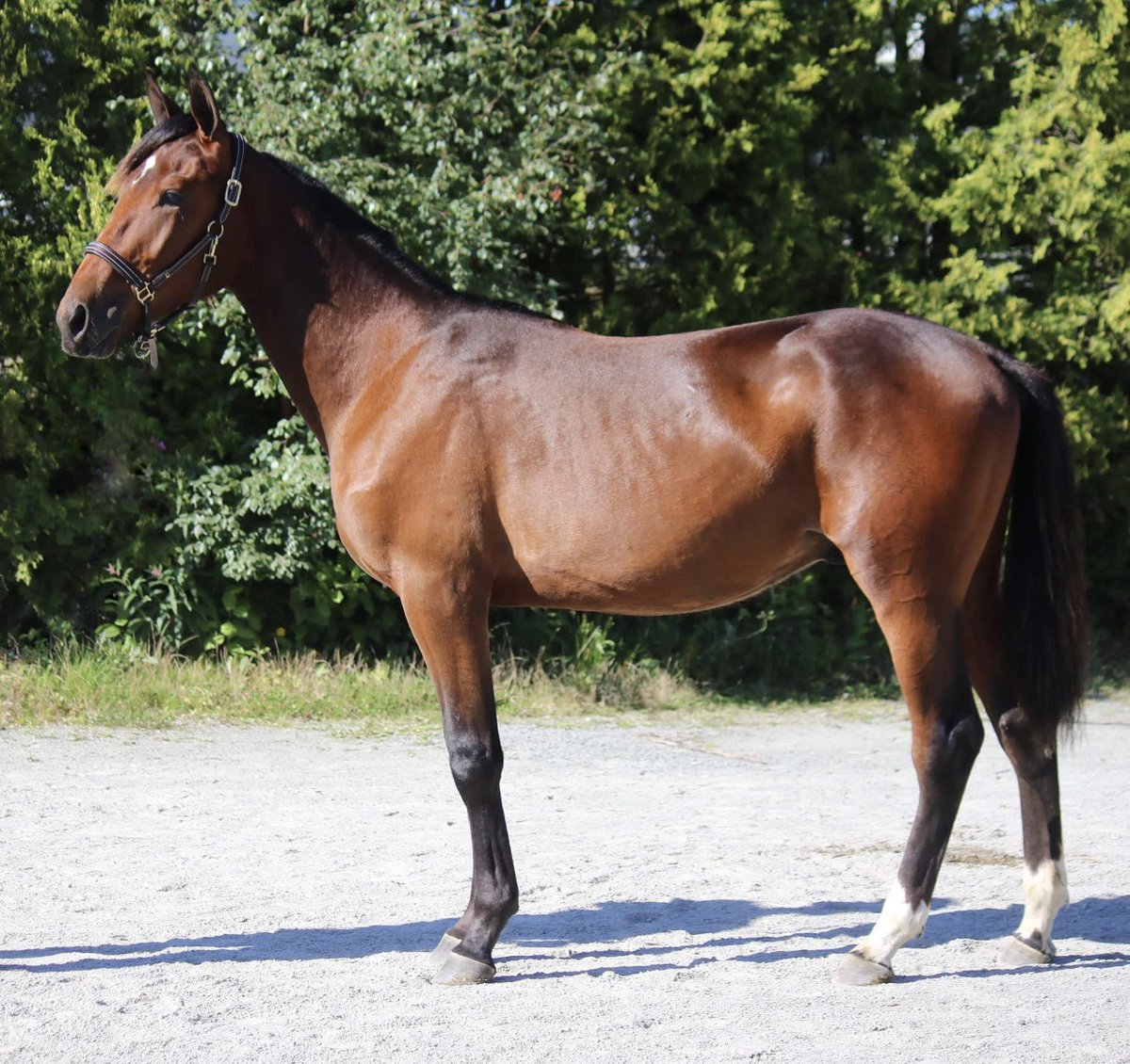 #54 Viking Salt  e. Nuncio (US)  u. Tattoo Widow (S) rek. 10,9ak #klasseløpsauksjonen