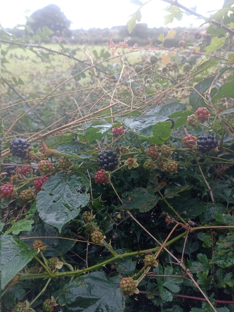 spellegance's tweet photo. Had to dodge MegaPuddle again on this morning's #StetRun. Was worth it for the delicious blackberries https://t.co/ajPOtTiJ5i
