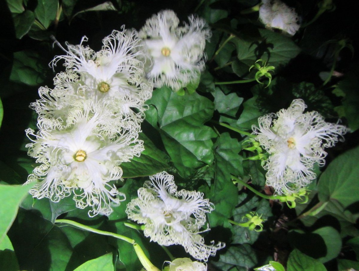 空の広場の植込みに 白い繊細な花が咲いていました 調べると キカラスウリ Trichosanthes Kirilowii Var Japonica で 夏から初秋にかけての季節 夕方咲き始め朝には萎むそうです 左はナイトオブワンダーのとき撮影したもの 翌朝には先端が丸まっていました 右