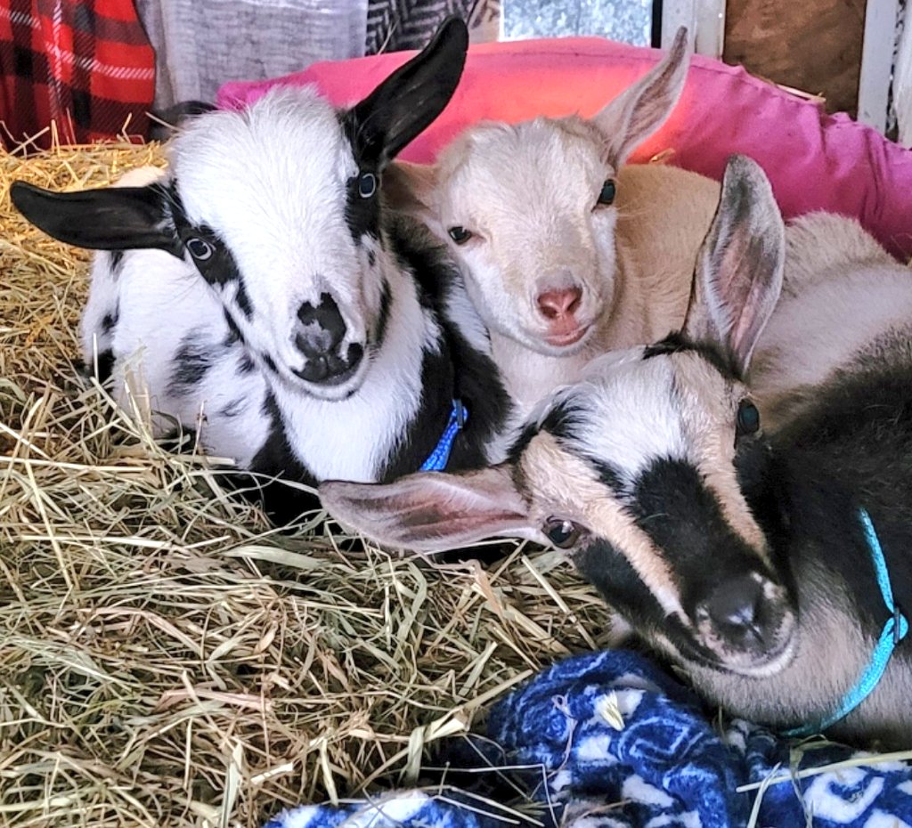 Hey everyone! Chewy said they'd give us a cherry salt block if we get 1 million retweets!!😃 (Although if they send us 2, we'll personally send the girl in Canada one for her goats to try too!).. So please please retweet this post for us? Thank you so much!❤ #Chewy #ChewyLove