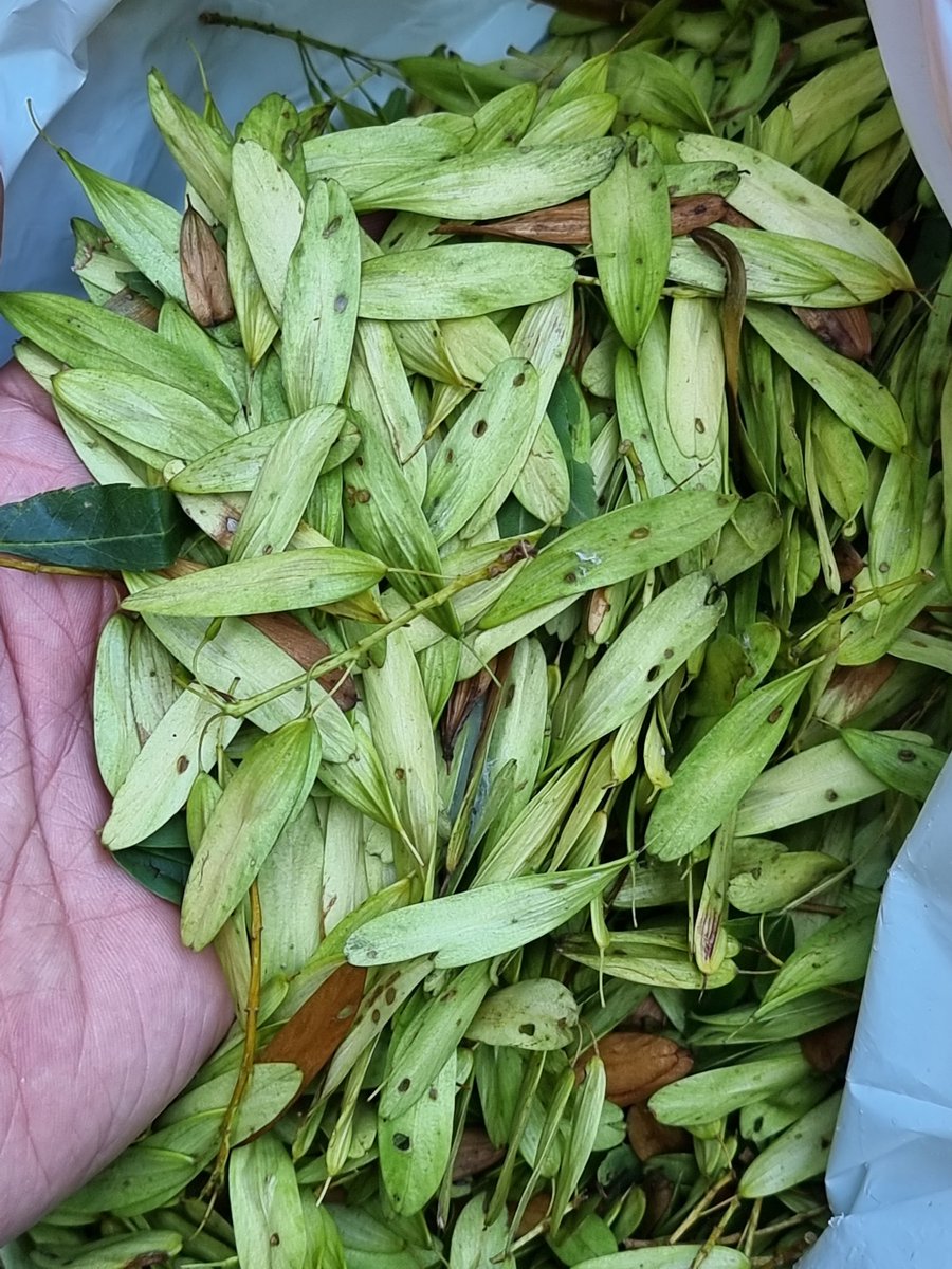 RNP_Romsilva's tweet image. Semănătură de frasin într-o pepiniera cantonală administrată de Ocolul Silvic Sturzeni -Directia Silvica Dambovita.
#Fraxinus #semanatura #Frasin #Forestry #SeedsForTheFuture