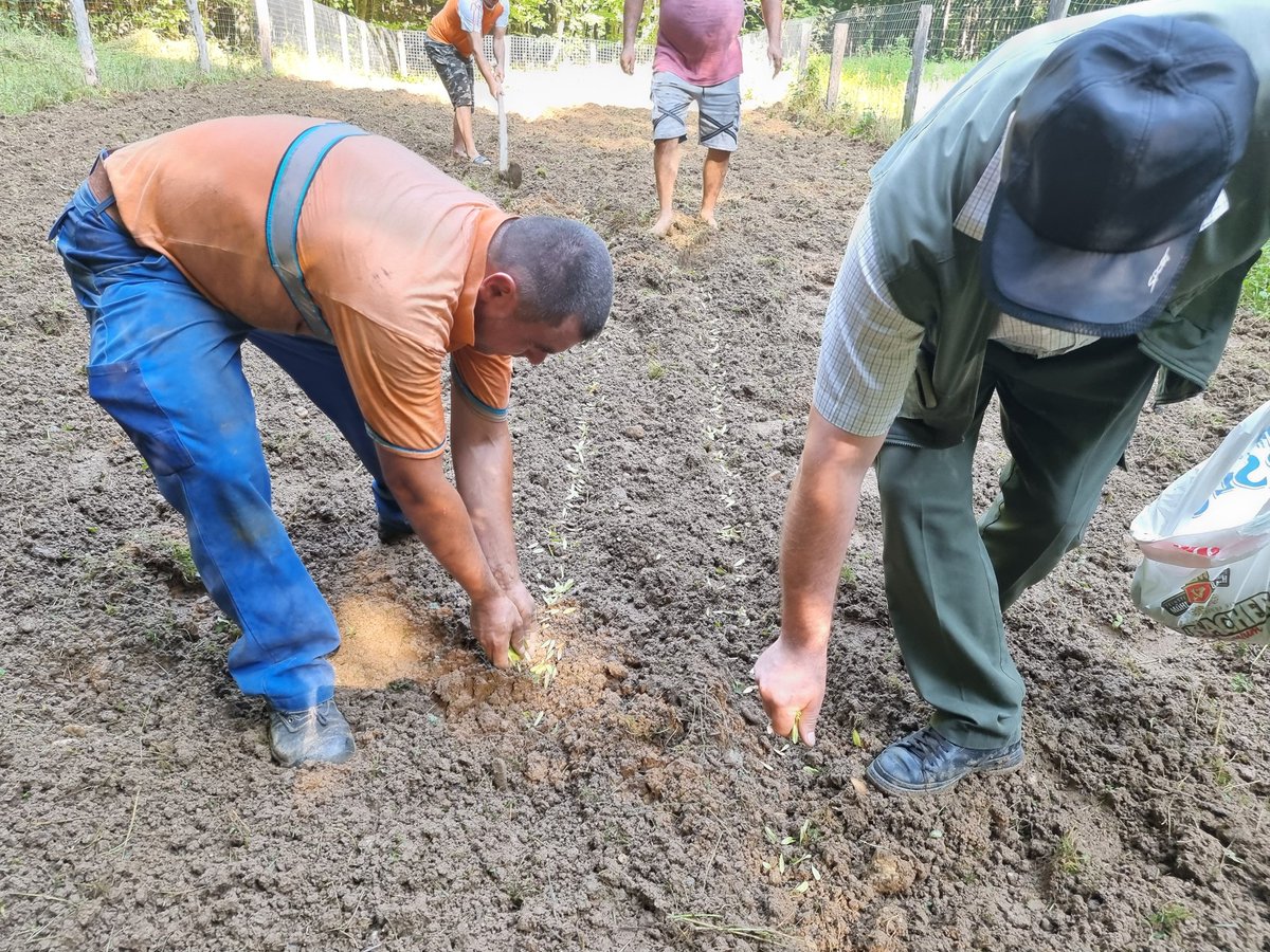 RNP_Romsilva's tweet image. Semănătură de frasin într-o pepiniera cantonală administrată de Ocolul Silvic Sturzeni -Directia Silvica Dambovita.
#Fraxinus #semanatura #Frasin #Forestry #SeedsForTheFuture